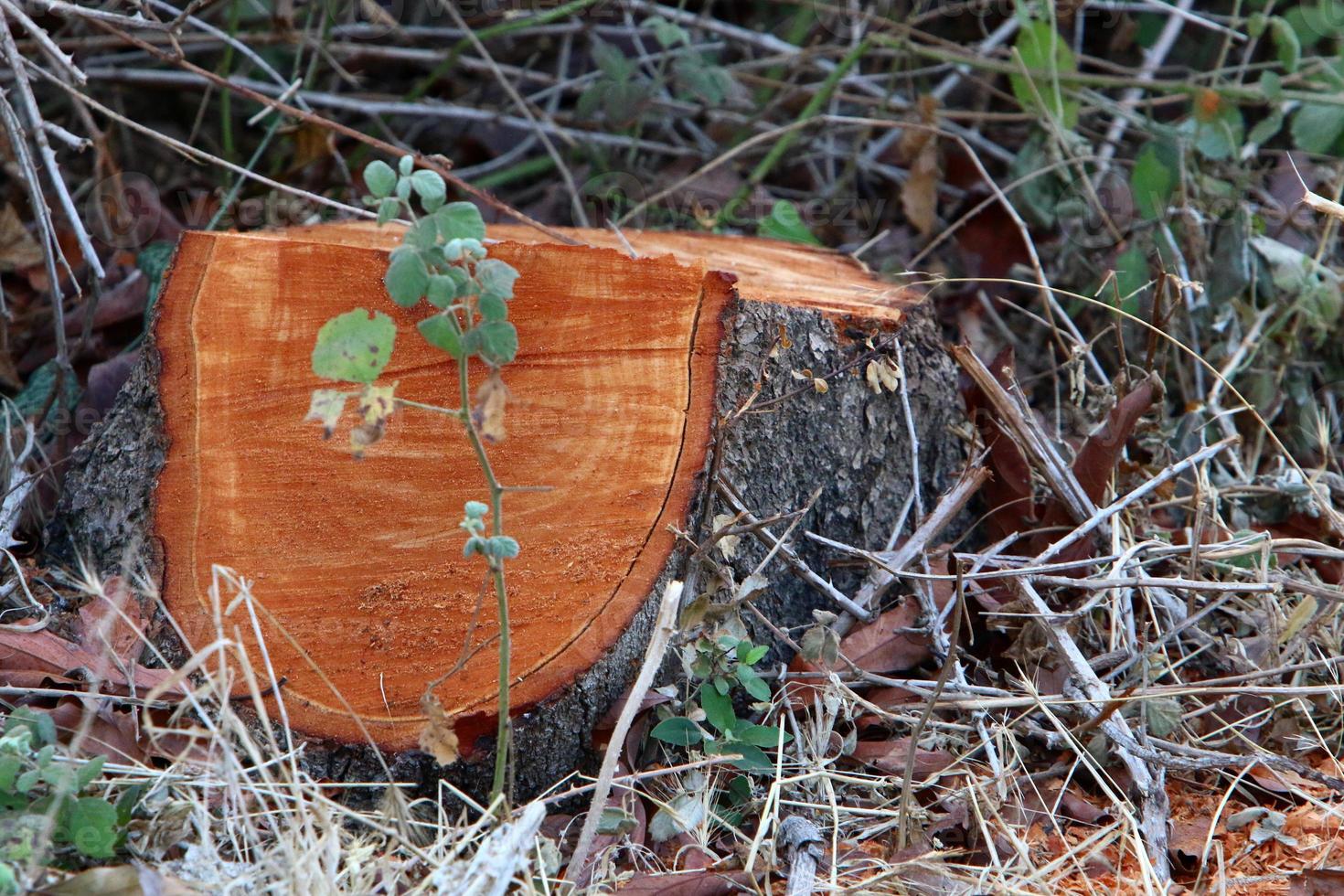 An old stump is a small part of a felled tree trunk. photo
