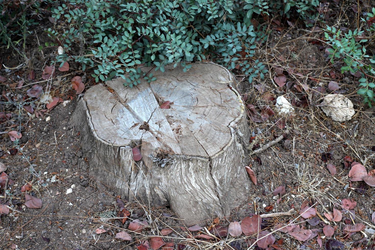 An old stump is a small part of a felled tree trunk. photo