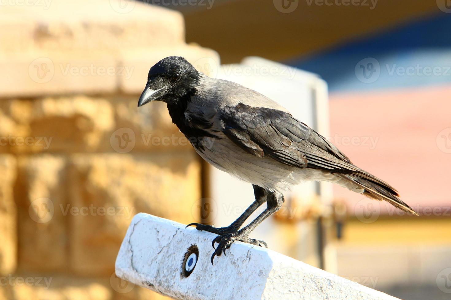 Hooded crow in a city park in Israel photo