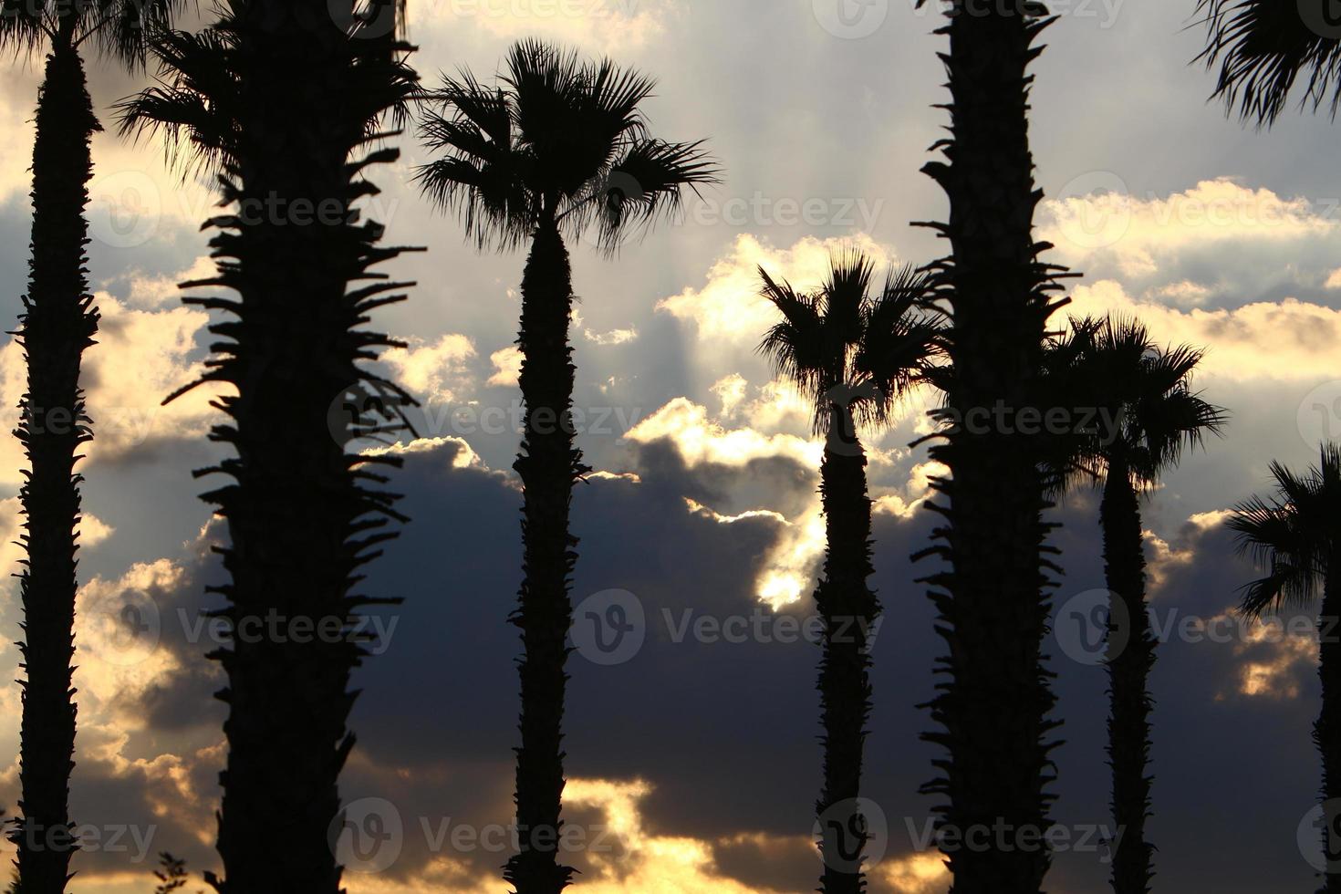 Palm trees in city park during sunrise photo
