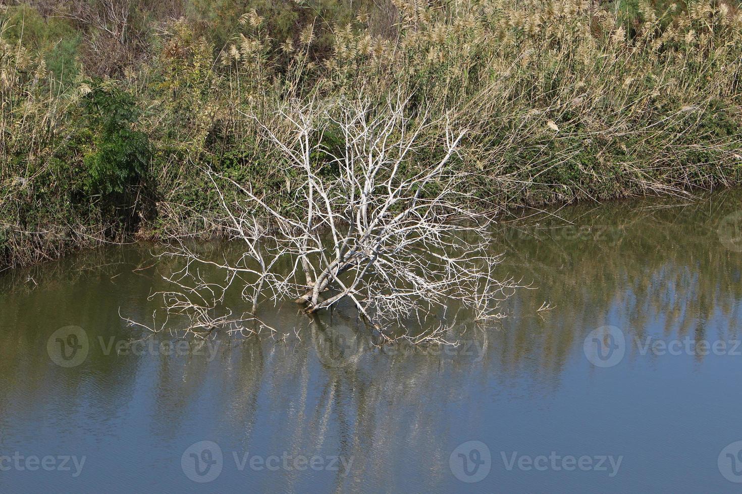 vegetación a orillas de un río en el norte de israel foto