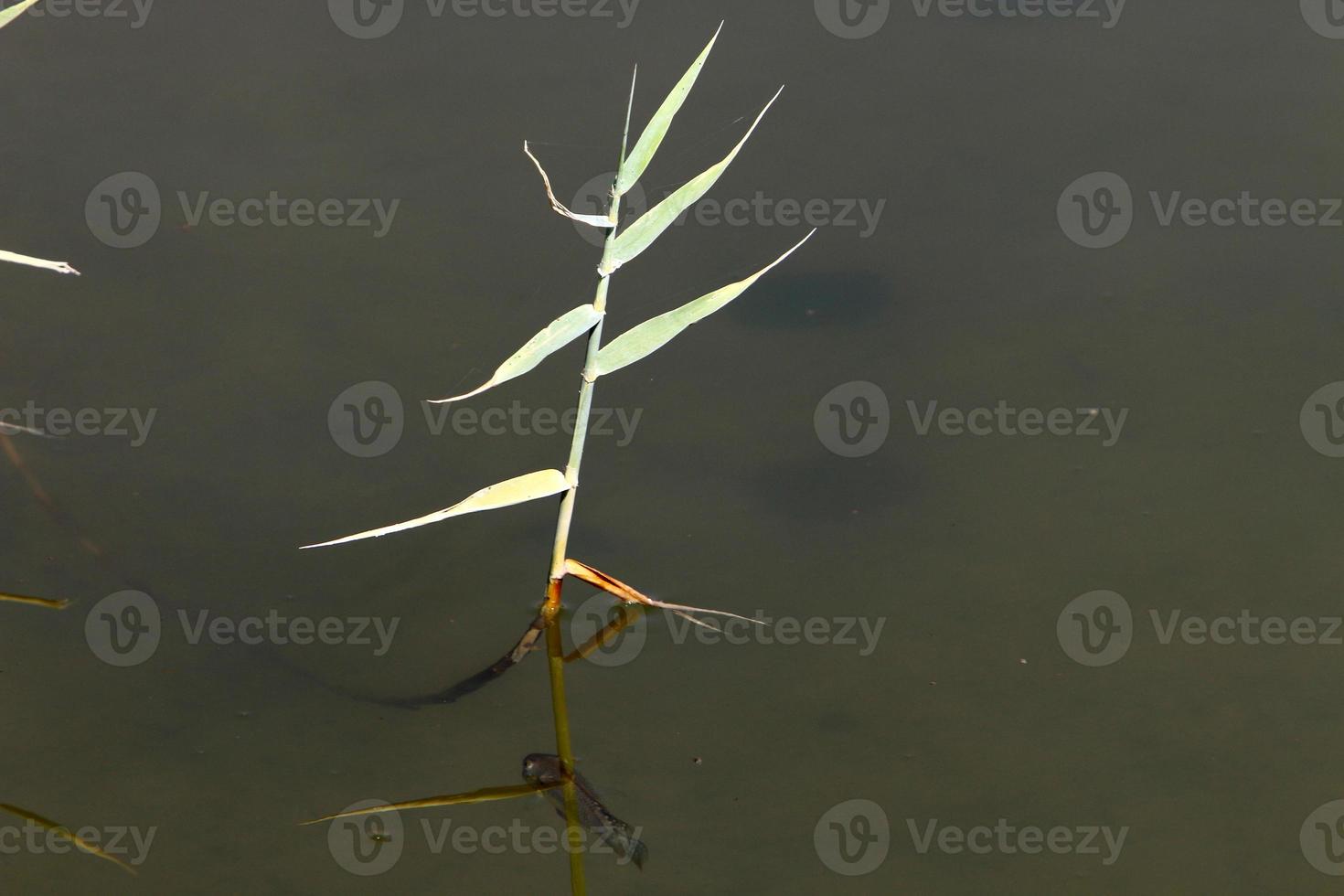 vegetación a orillas de un río en el norte de israel foto