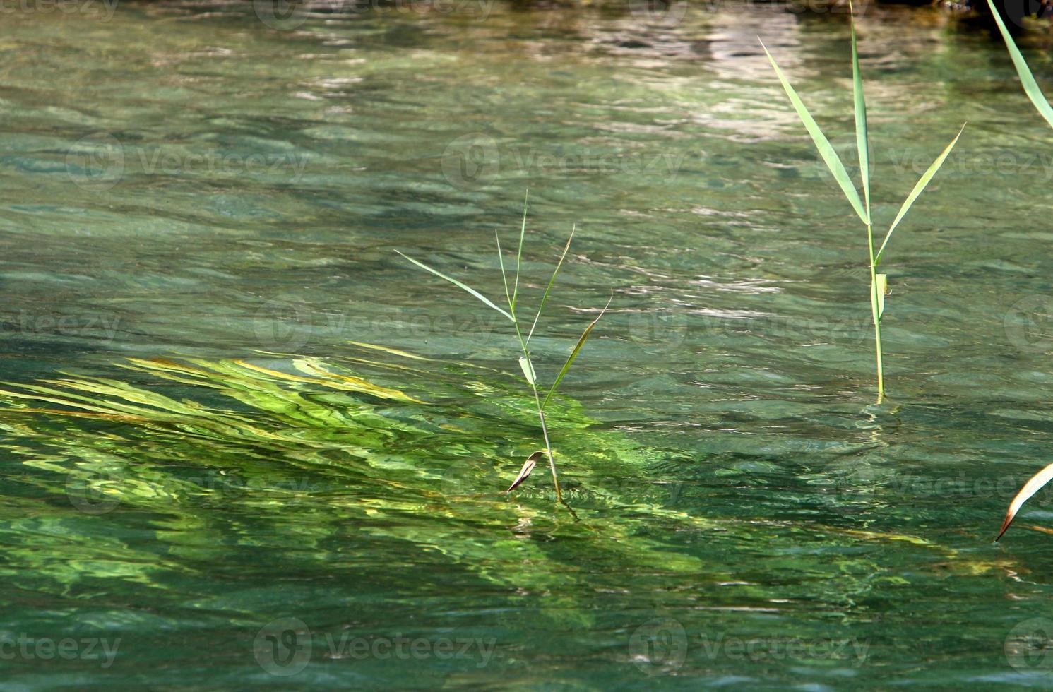 Vegetation on the banks of a river in northern Israel photo