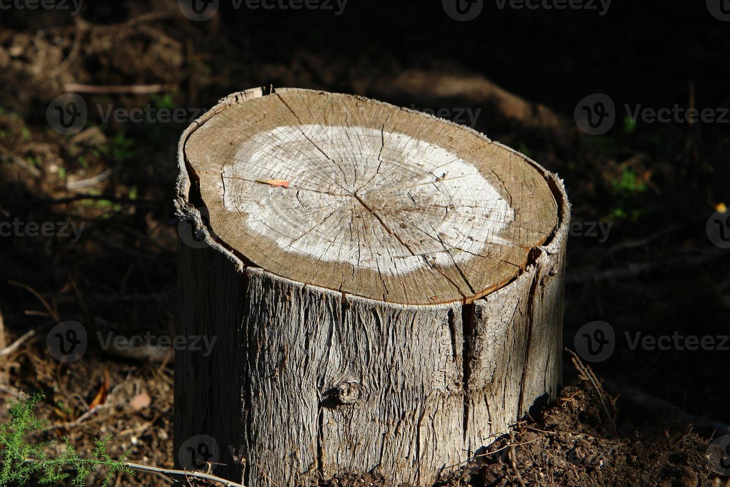 An old stump is a small part of a felled tree trunk. photo