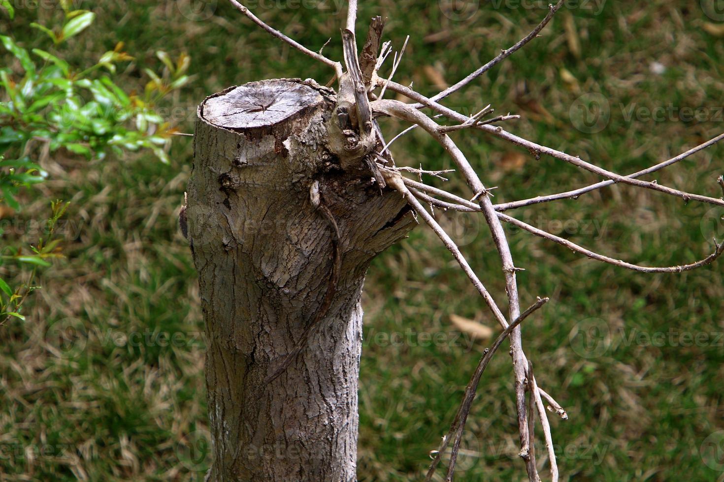 An old stump is a small part of a felled tree trunk. photo