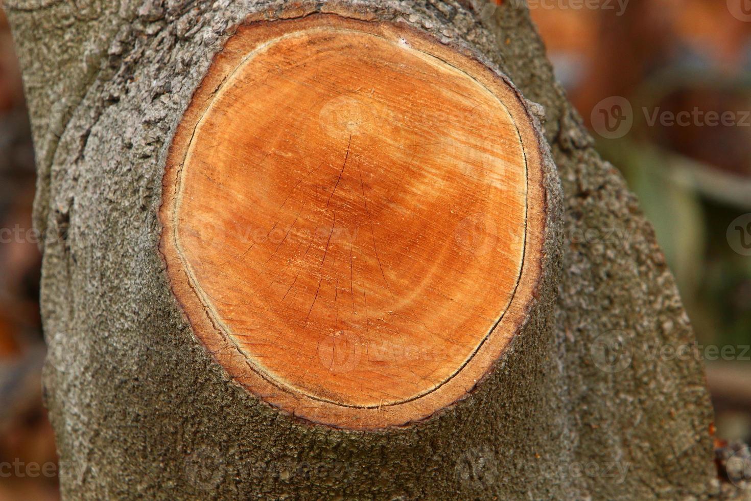 An old stump is a small part of a felled tree trunk. photo