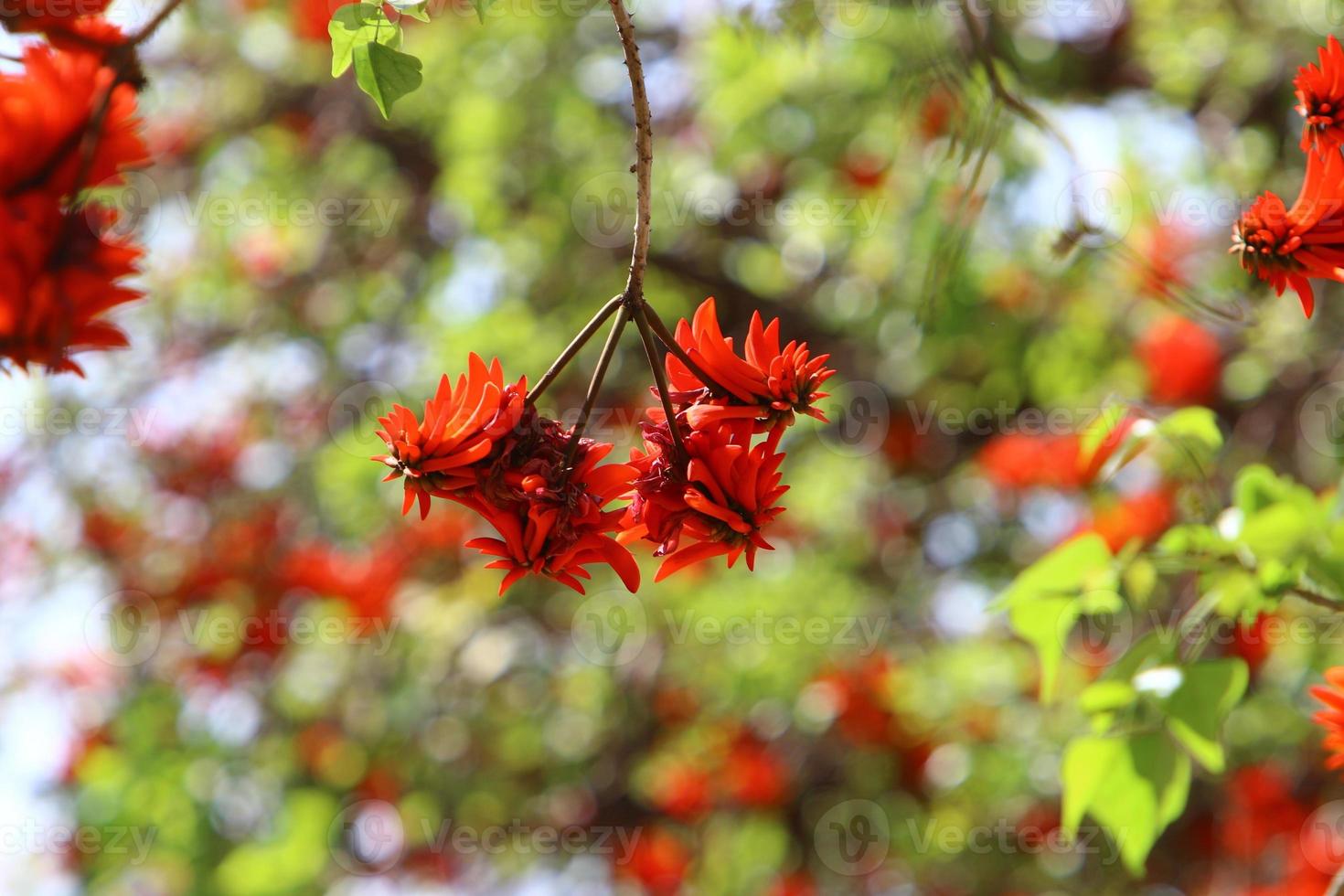 Erythrina cockscomb blossoms in a city park in northern Israel. photo