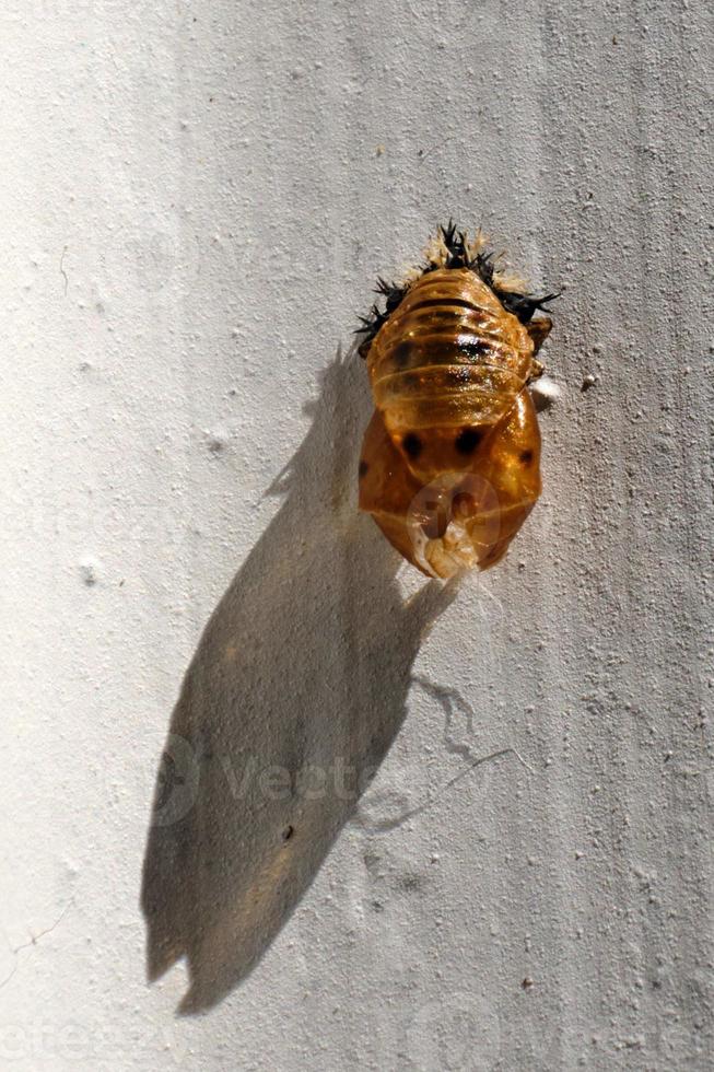 Asian lady beetle in pupal stage during metamorphosis to adult casts a long shadow in the morning sunlight photo