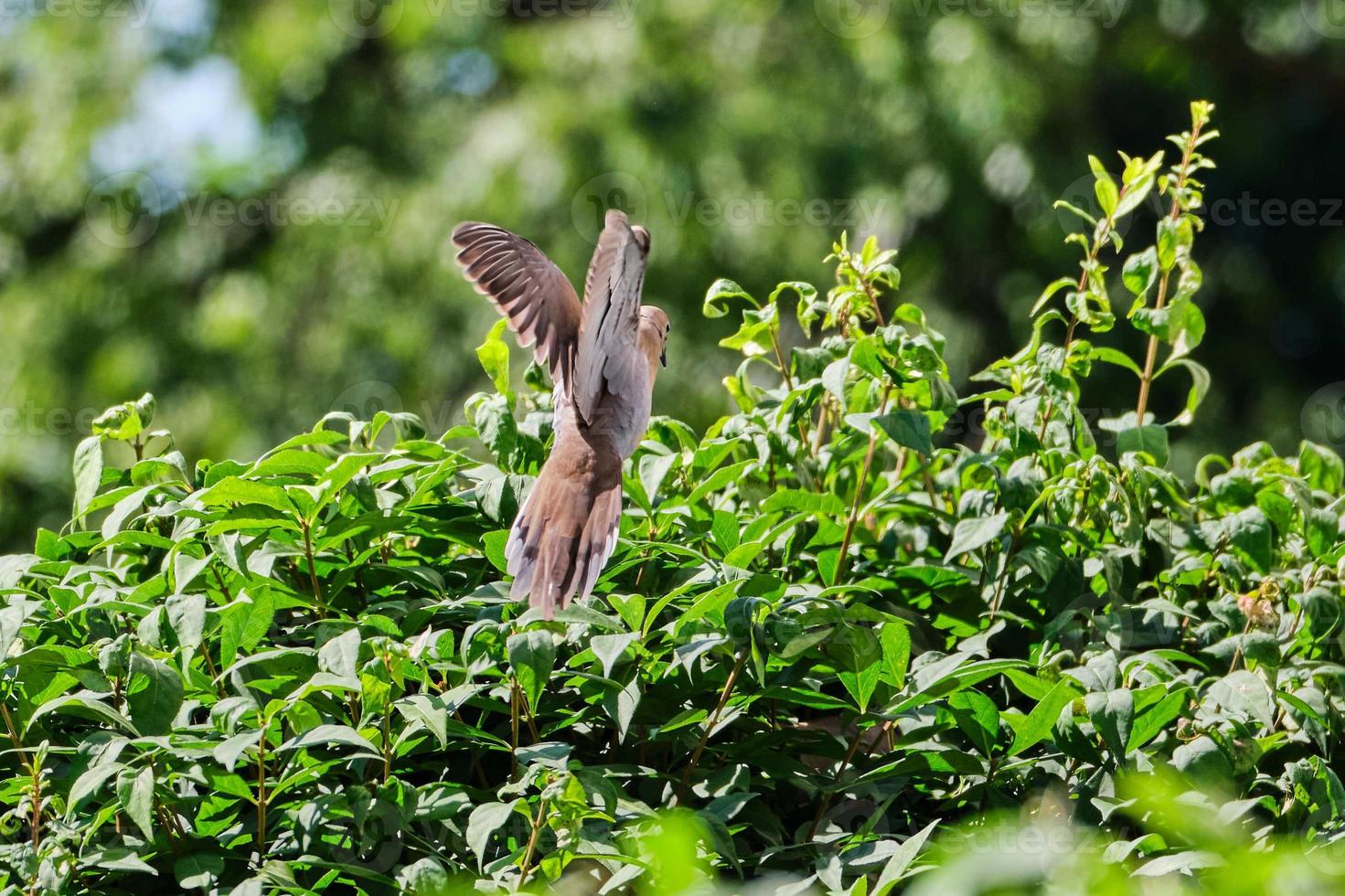 Mourning dove returns to nest to feed it's young that is well hidden in the bush photo