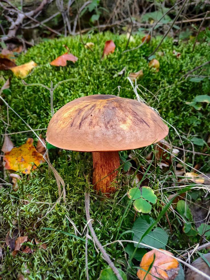 Mushroom growing on moss photo