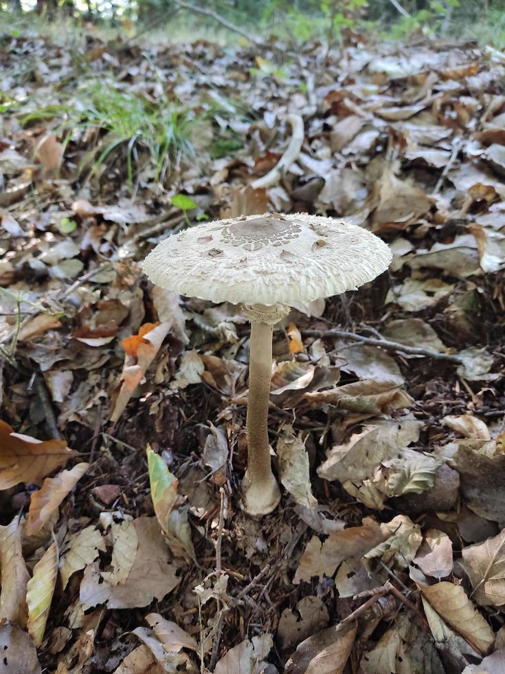 Mushroom on the forest flooe photo