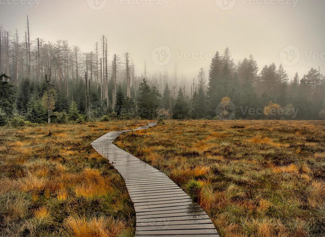 Wooden path through moorland photo