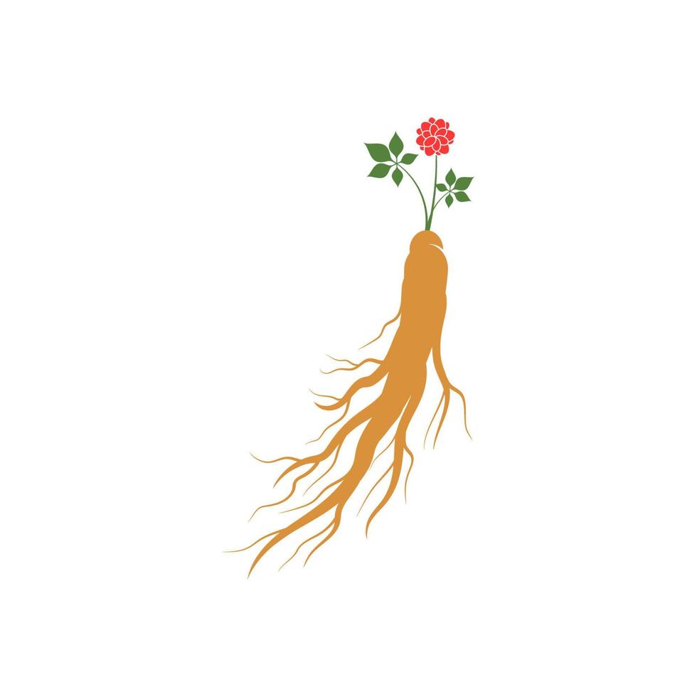 ilustración de icono de vector de ginseng