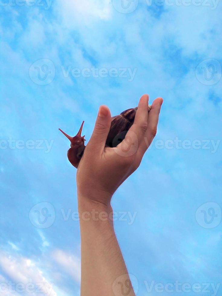 Large Achatina snail looking at the camera in human hand against a blue cloudy sky. Abstract background, funny symbol of peace photo