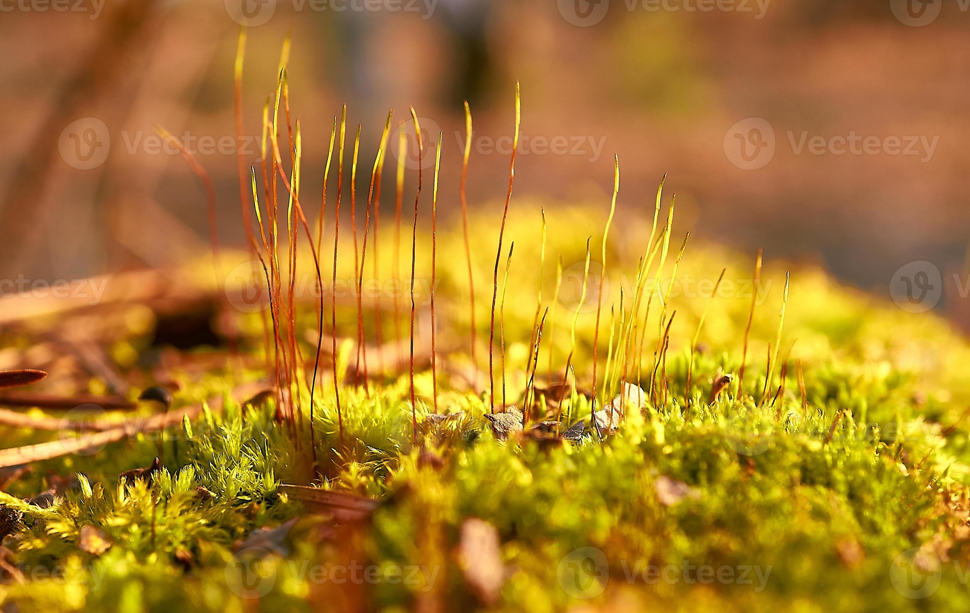 First spring shoots of moss in the forest Close up fresh moss