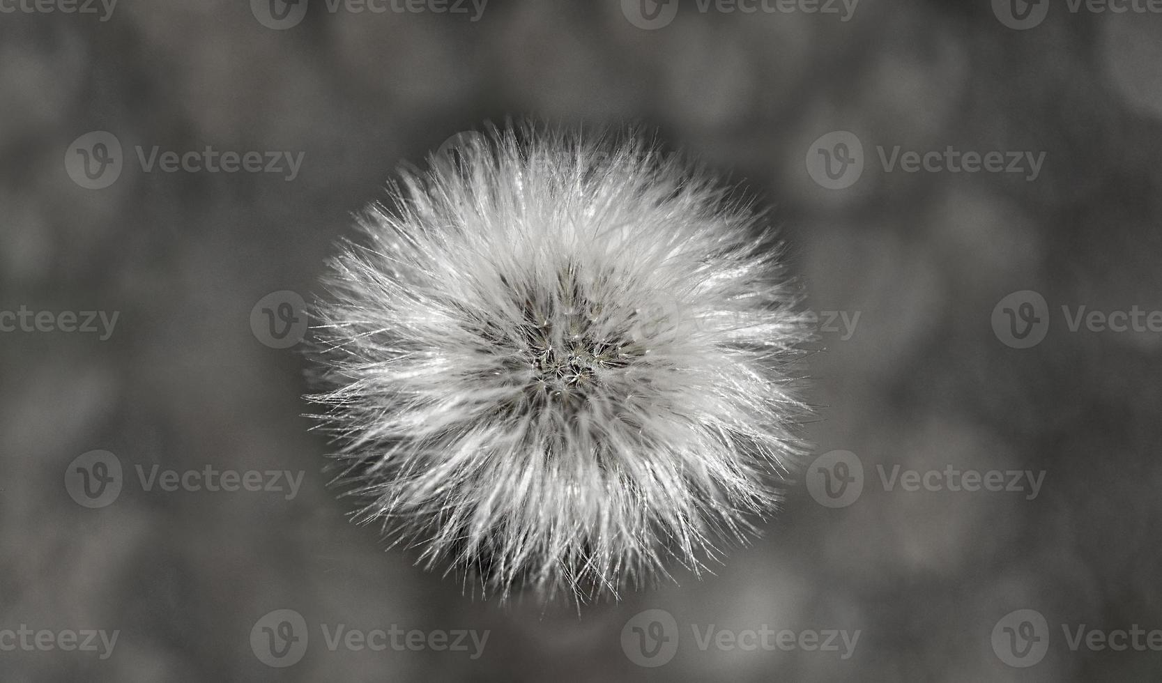 Small white fluffy dandelion on a gray background. Black and white photo. Copy space photo