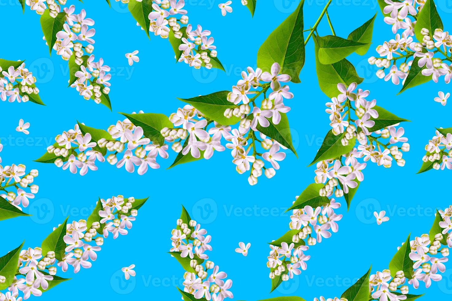 spring flowers lilac isolated on blue background. photo