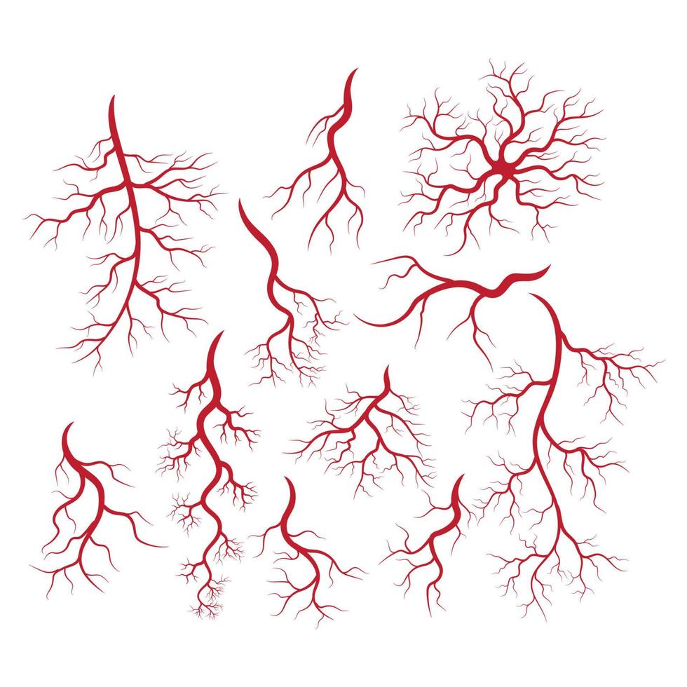 Human veins and arteries illustration vector