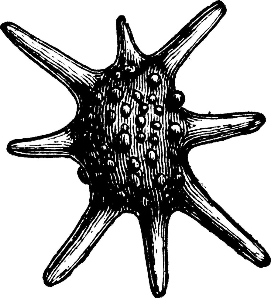 Calcarina, vintage illustration. vector