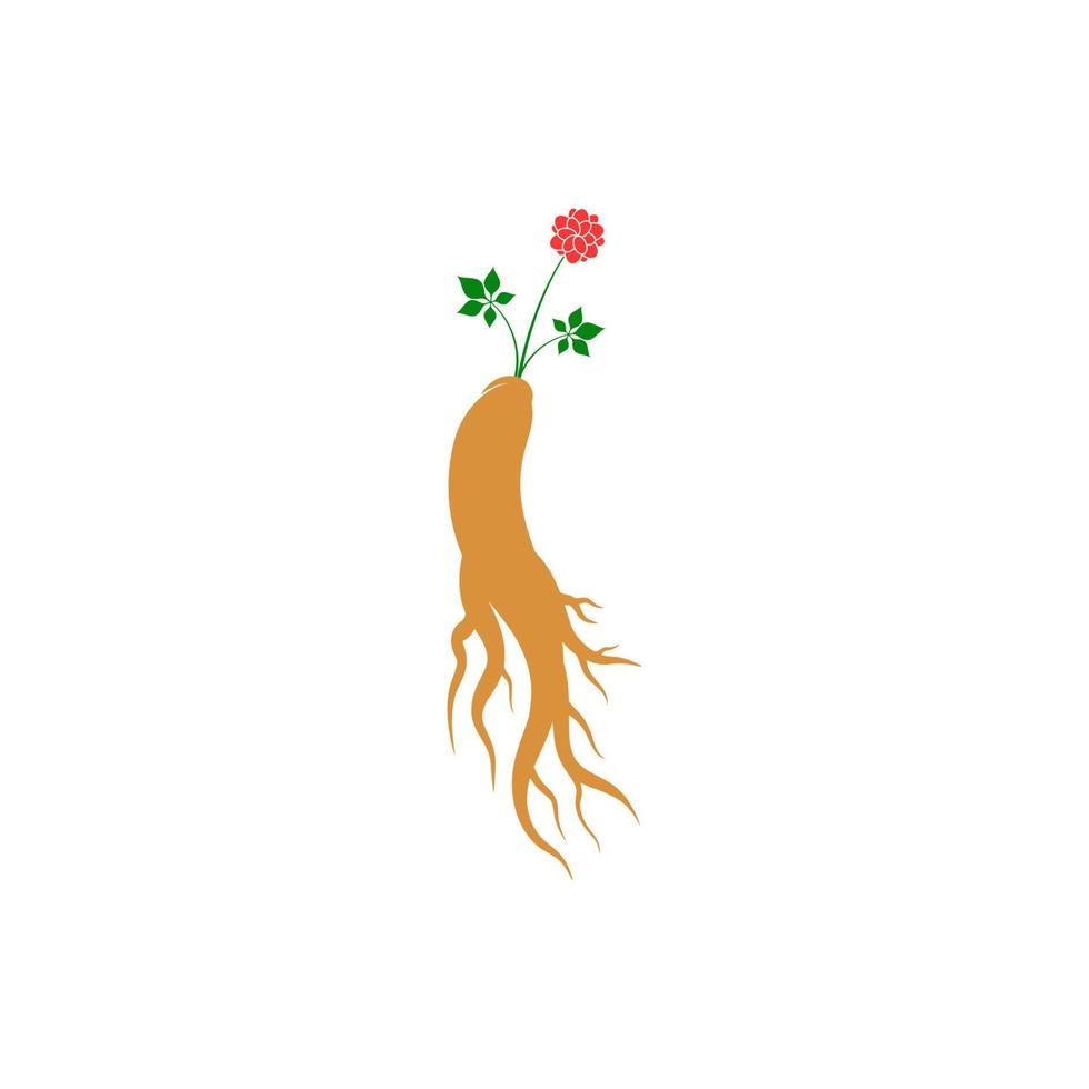 Ginseng vector icon illustration