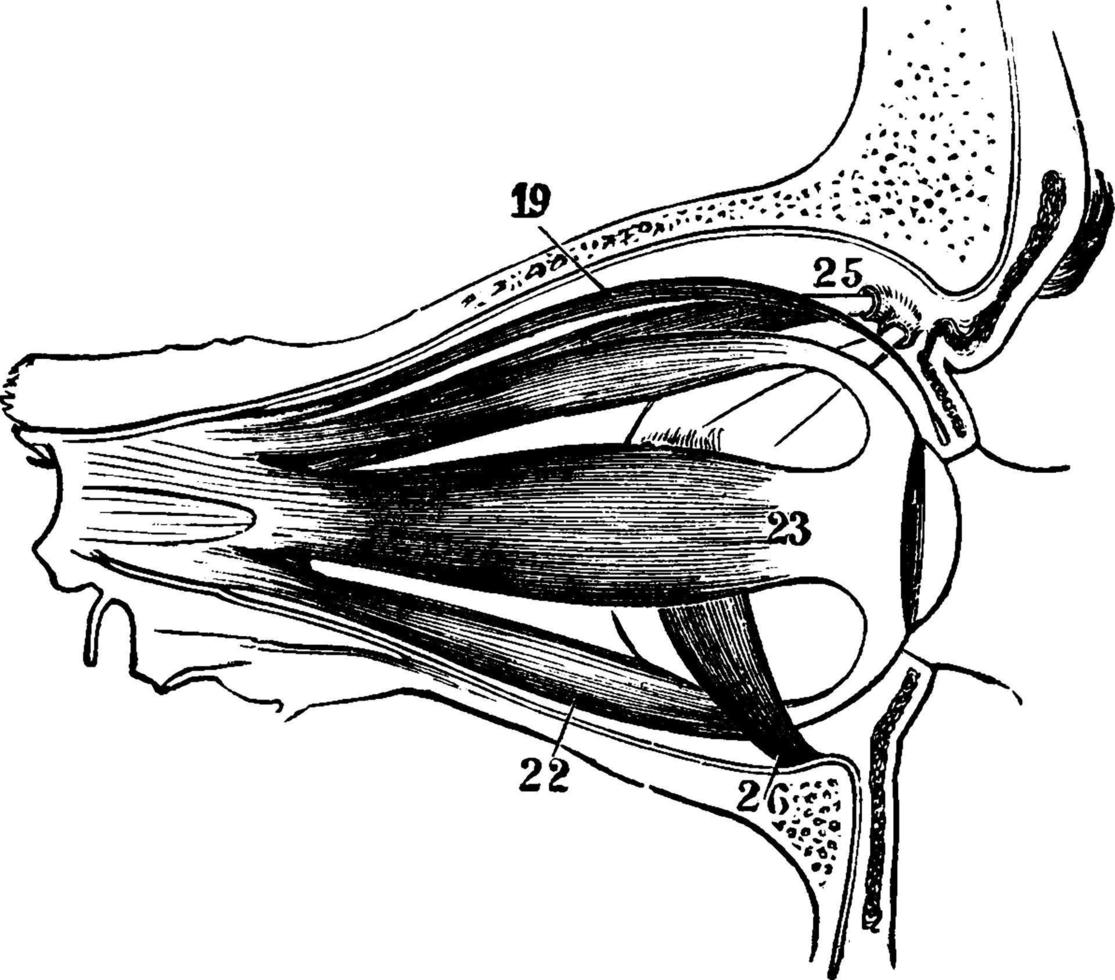 Muscles of the Human Eyeball, vintage illustration. vector