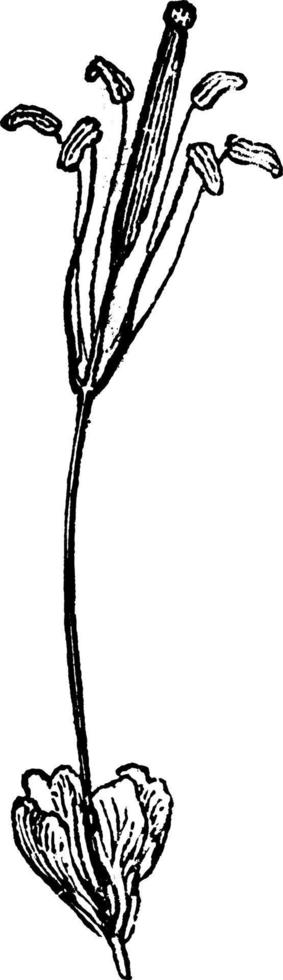 ilustración vintage de ginandropsis. vector