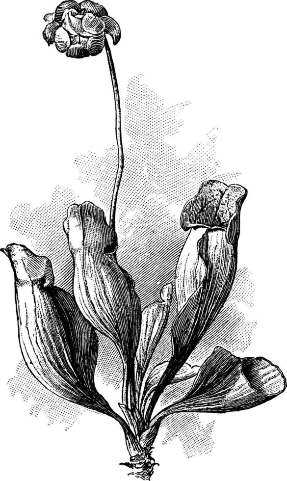 Common Pitcher Plant vintage illustration. vector