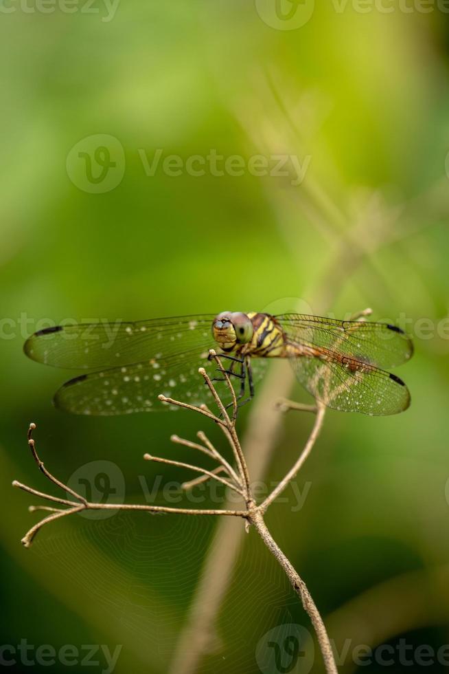 Dragonfly standing on a beautiful tree branch on a green background photo