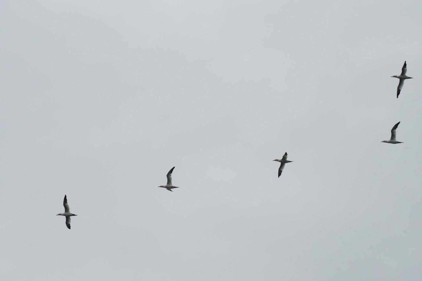 Group of five northern gannet flying in a cloudy sky photo