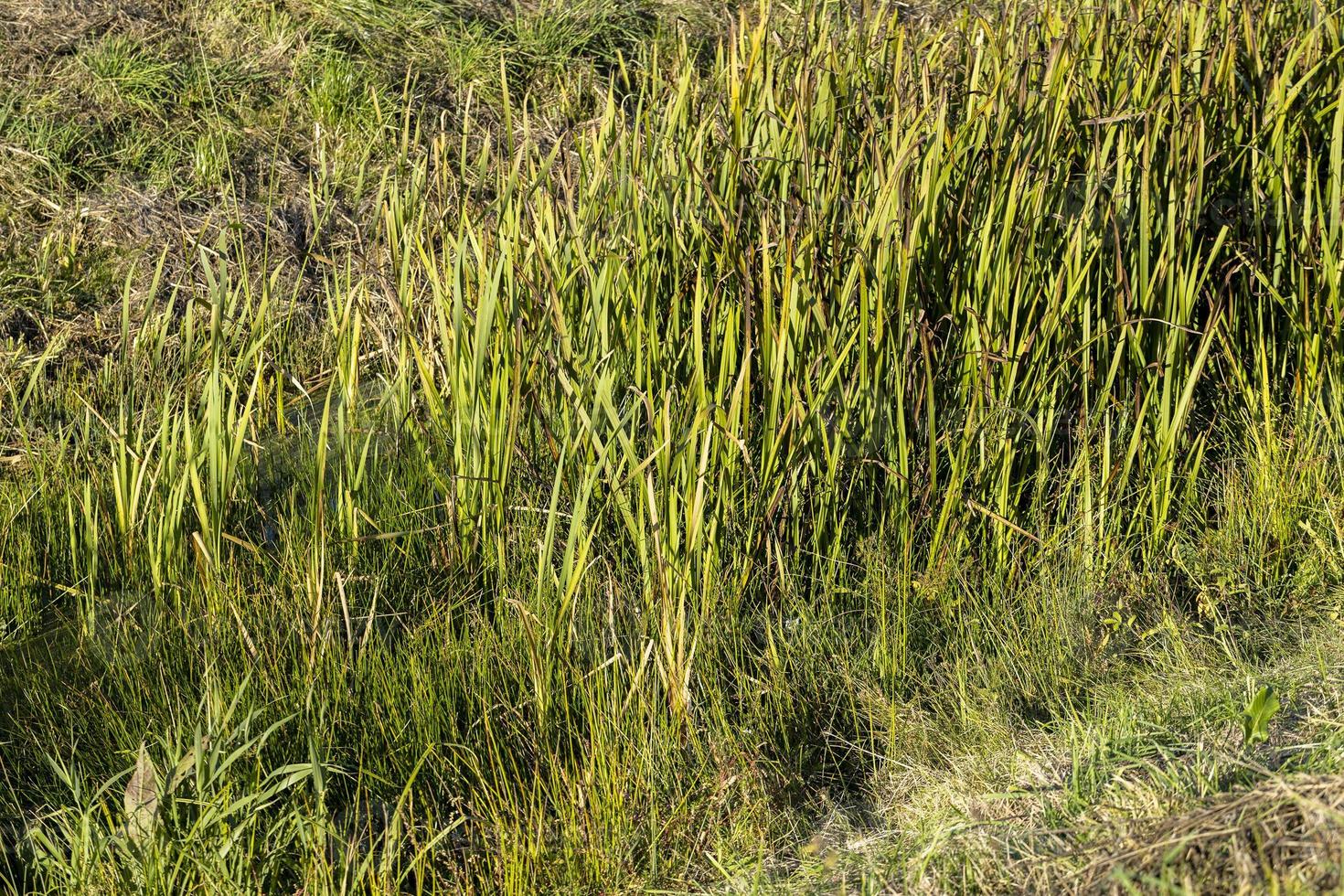 A small ditch with reeds and other plants photo