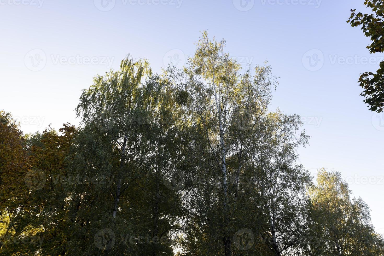 Birch forest with trees with yellow and green foliage photo