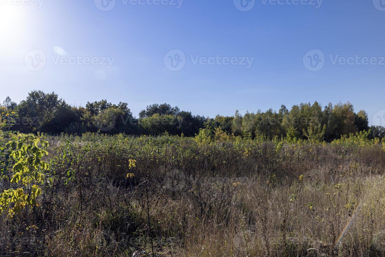 Autumn forest with trees during leaf fall photo