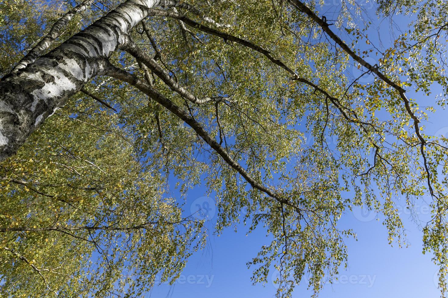 Birch grove with tall birch trees in autumn photo