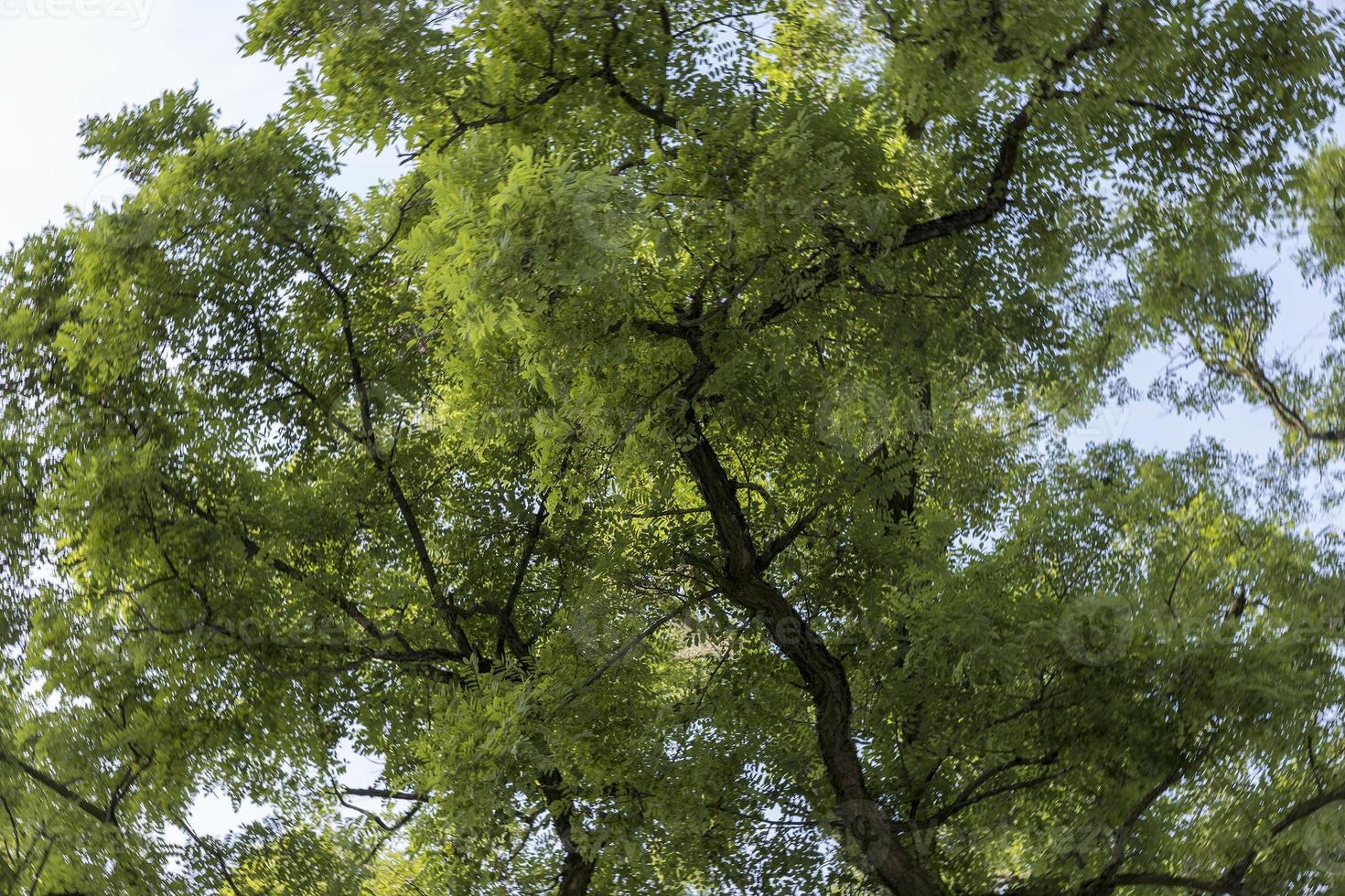 Different trees growing together in the forest 13647721 Stock Photo at