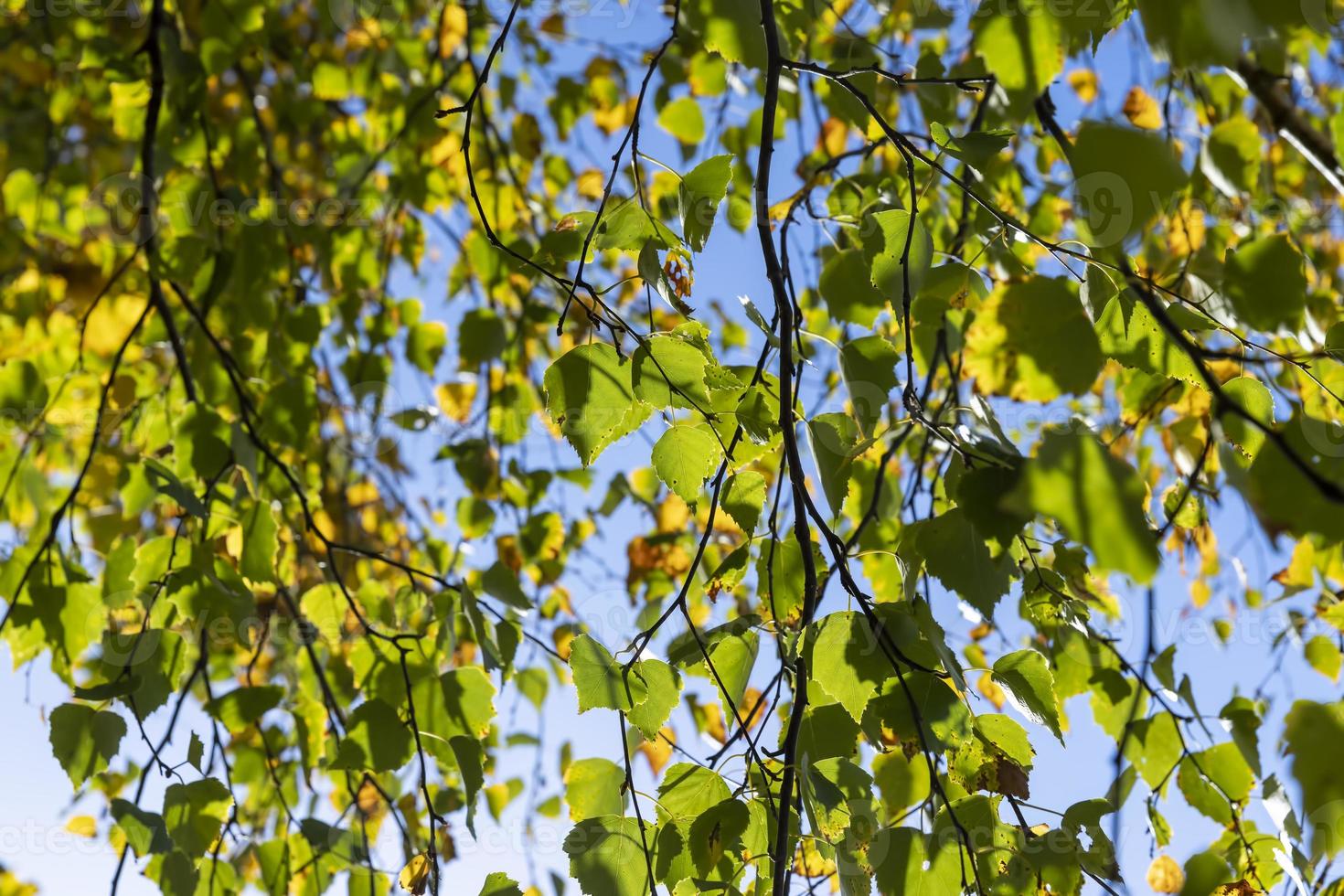 Birch forest with trees with yellow and green foliage photo