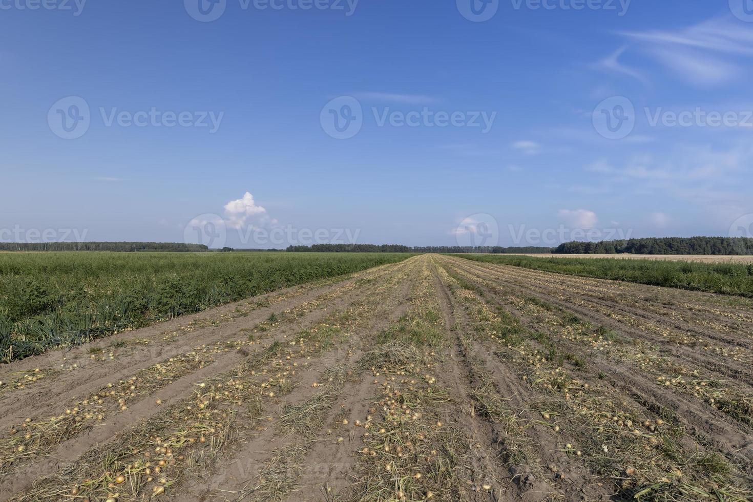 A field with a ripe onion harvest during the food harvest photo