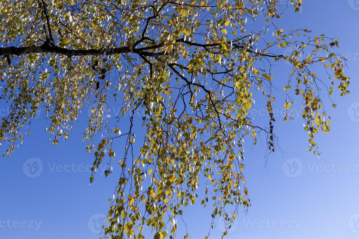 sunny autumn weather in a birch forest with a blue sky photo