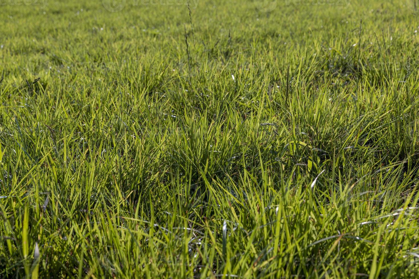 field with grass for harvesting fodder for cows photo