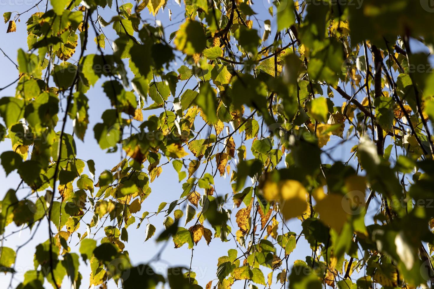 Birch forest with trees with yellow and green foliage photo