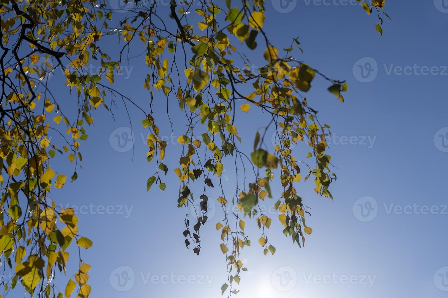Birch forest with trees with yellow and green foliage photo