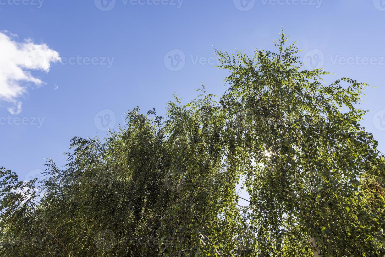 High birch tree in summer photo