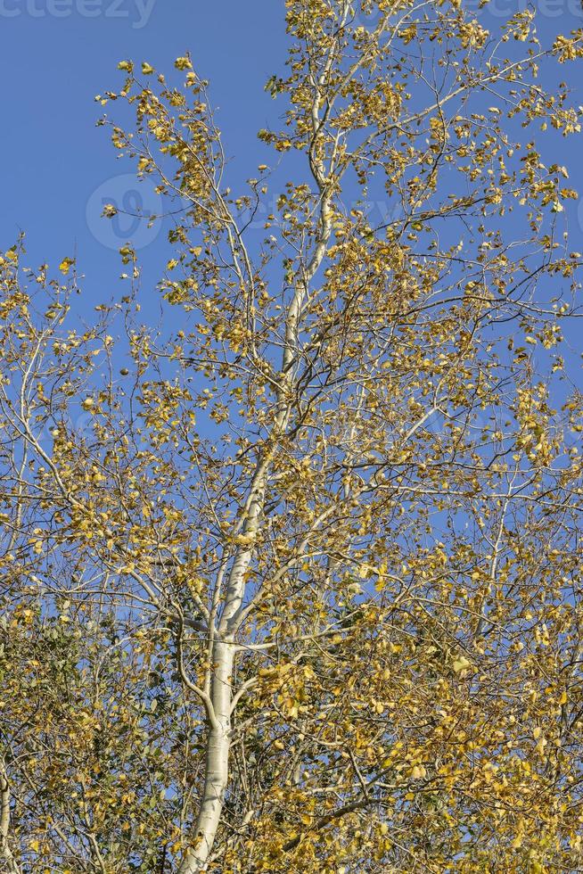 bosque de abedules con árboles de follaje amarillo y verde foto