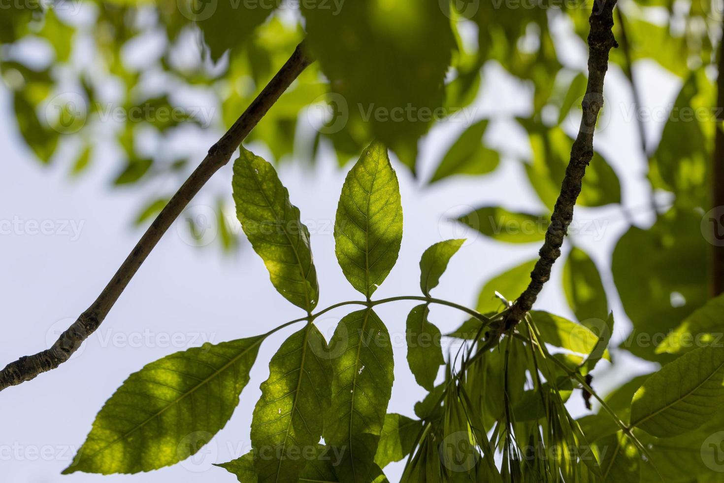 Tall ash tree in summer photo