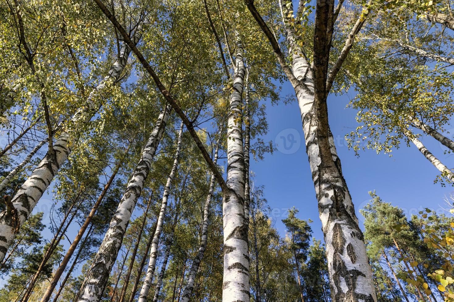 Birch grove with tall birch trees in autumn photo