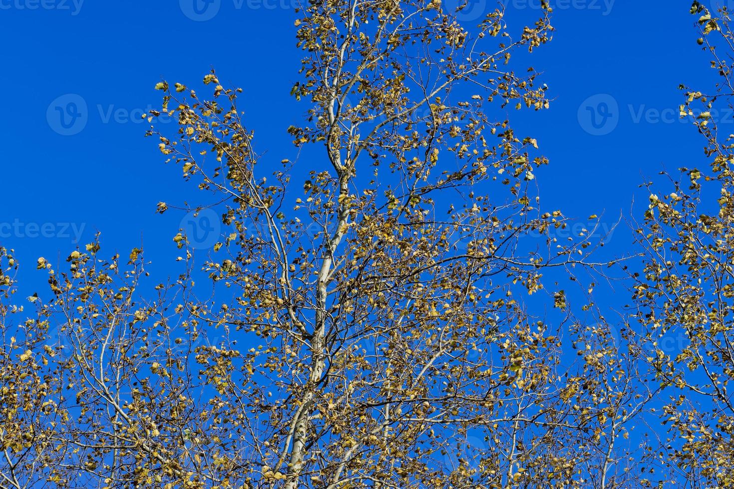 sunny autumn weather in the birch forest photo