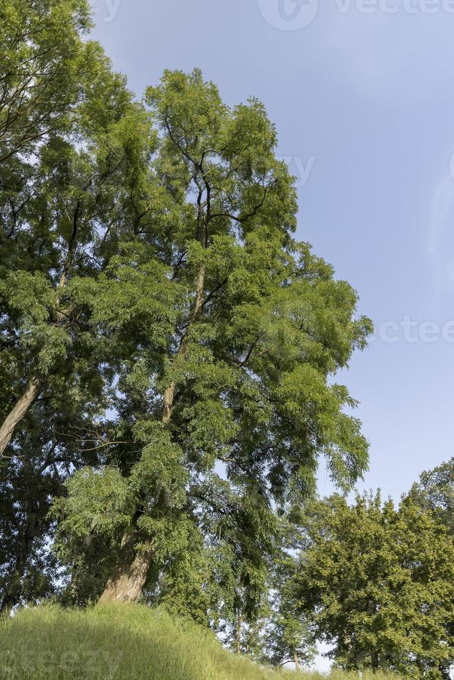 Different trees growing together in the forest 13648745 Stock Photo at