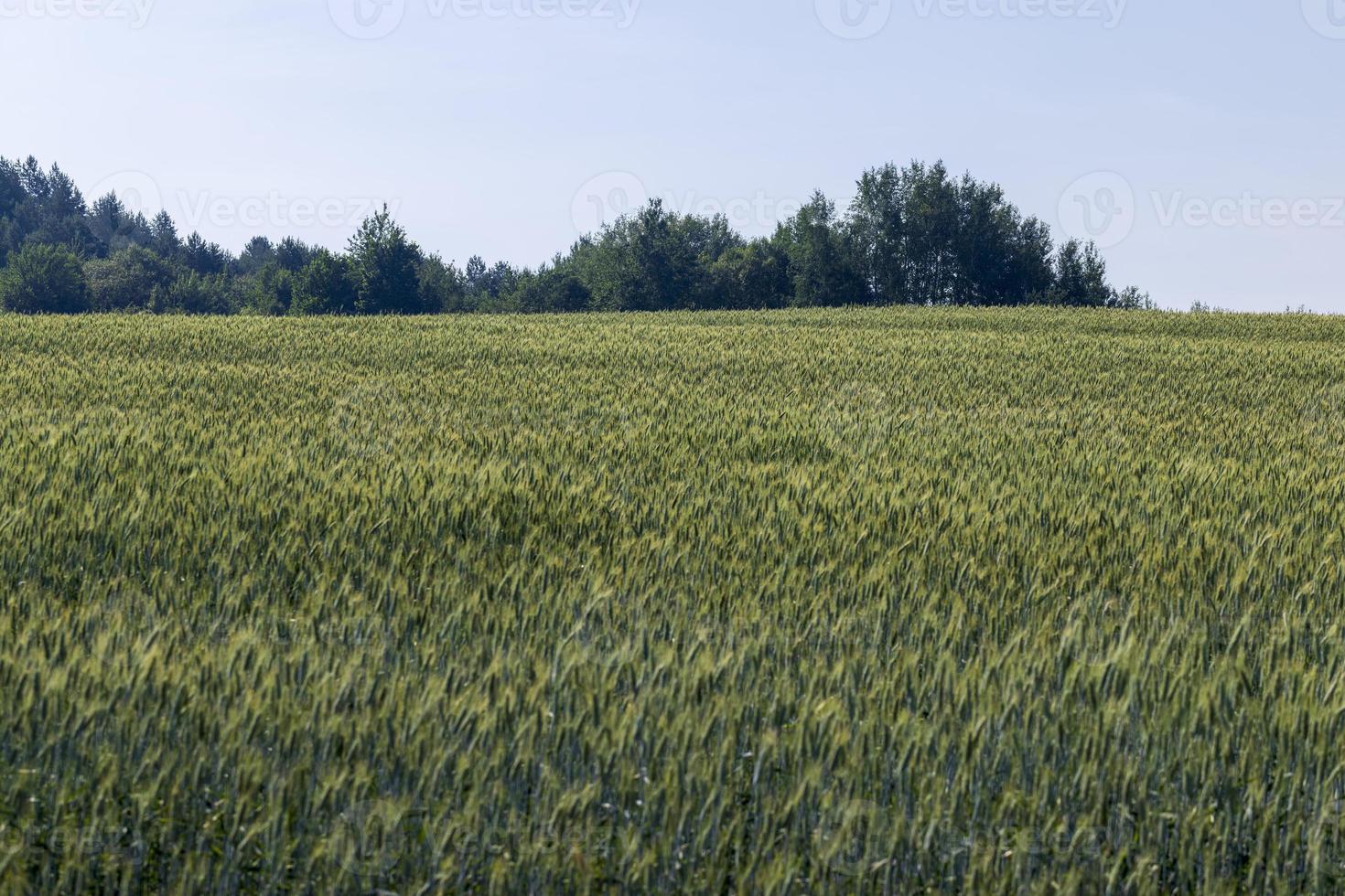 An agricultural field where ripening cereal wheat grows photo