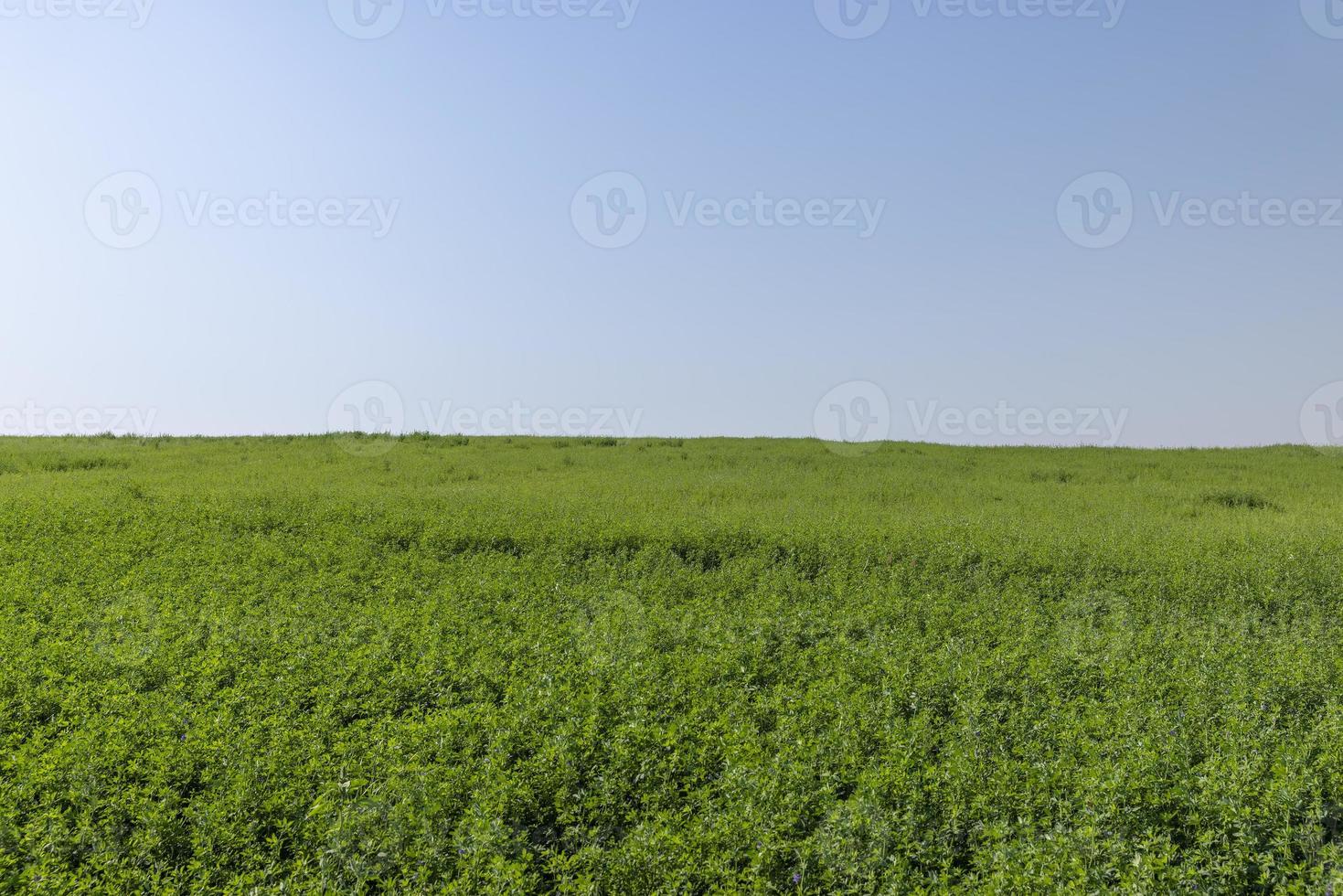 field with grass for harvesting fodder for cows photo