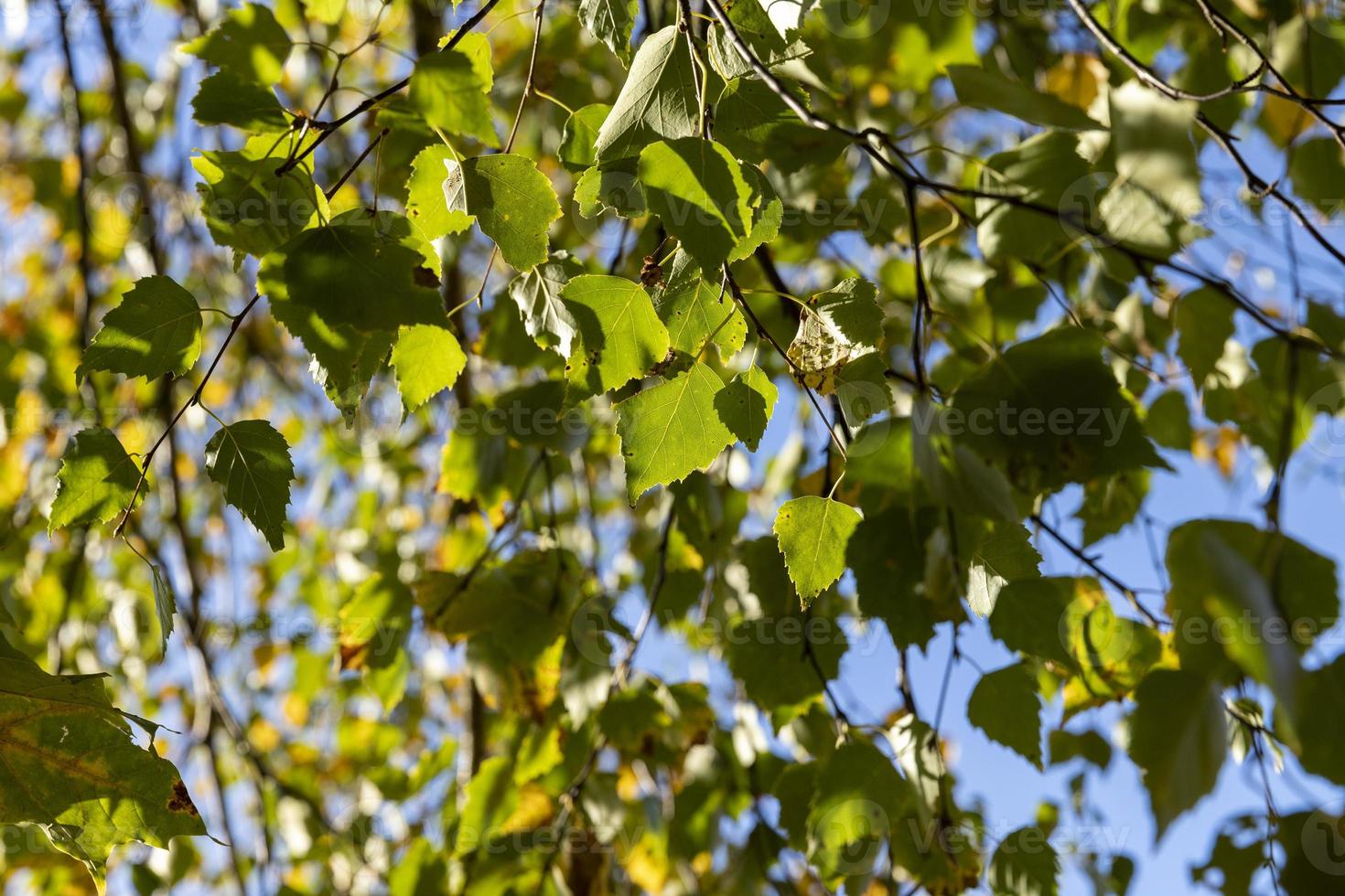 Birch forest with trees with yellow and green foliage photo