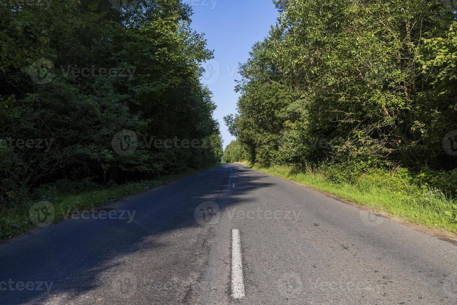 Paved road through the forest photo